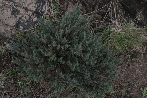 Garden thyme (Thymus vulgaris)