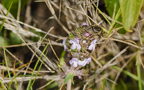 Garden thyme: Eristalinus aeneus on Thymus vulgaris (Common thyme). The eyes are not together it's a female.