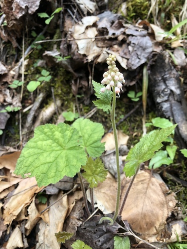 Tiarella austrina (Tiarella austrina)