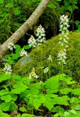 Tiarella austrina (Tiarella austrina)