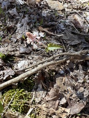 Tiarella austrina (Tiarella austrina)
