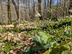Tiarella austrina (Tiarella austrina)