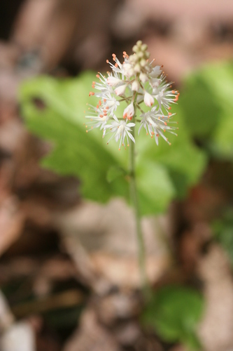 Tiarella austrina (Tiarella austrina)
