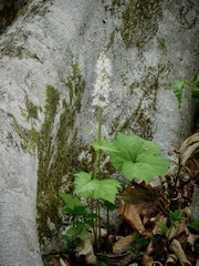 Tiarella austrina (Tiarella austrina)