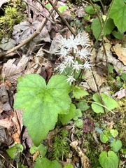 Tiarella austrina (Tiarella austrina)