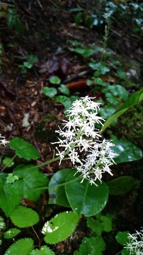 Tiarella austrina (Tiarella austrina)