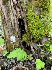 Tiarella austrina (Tiarella austrina)
