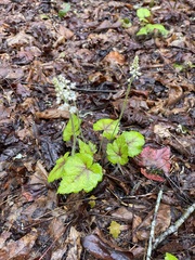 Tiarella austrina (Tiarella austrina)