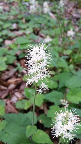 Tiarella austrina (Tiarella austrina)