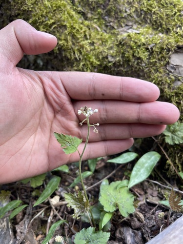 Tiarella austrina (Tiarella austrina)