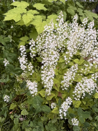 Heartleaf foamflower (Tiarella cordifolia)