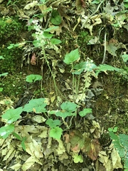 Heartleaf foamflower (Tiarella cordifolia)