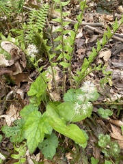 Heartleaf foamflower (Tiarella cordifolia)