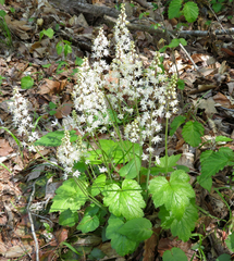 Heartleaf foamflower (Tiarella cordifolia)