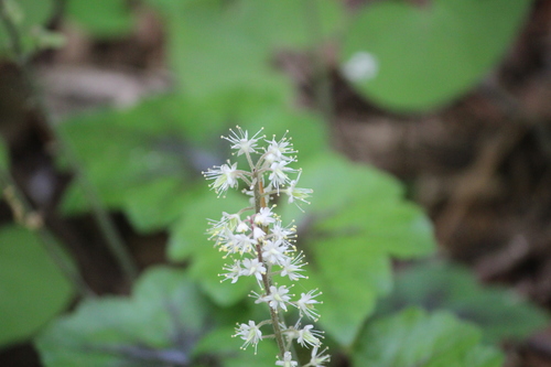 Heartleaf foamflower (Tiarella cordifolia)