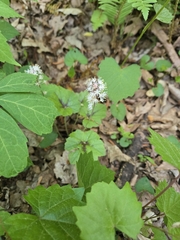 Heartleaf foamflower (Tiarella cordifolia)