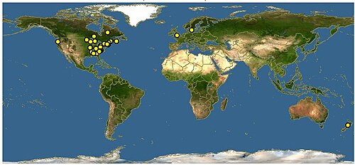 Heartleaf foamflower: Distribution of Tiarella cordifolia