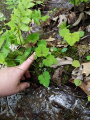 Tiarella nautila (Tiarella nautila)