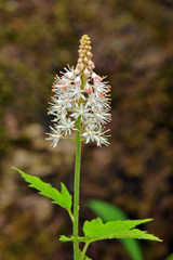 Tiarella nautila (Tiarella nautila)