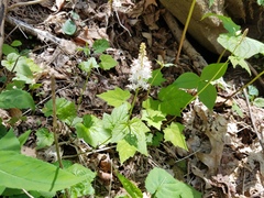 Tiarella nautila (Tiarella nautila)