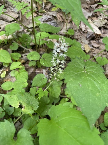 Tiarella nautila (Tiarella nautila)