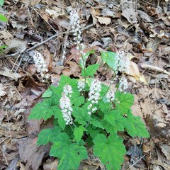 Tiarella nautila (Tiarella nautila)
