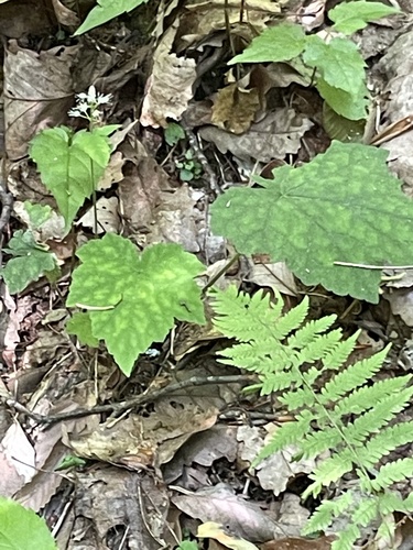 Tiarella nautila (Tiarella nautila)