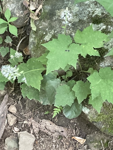 Tiarella nautila (Tiarella nautila)