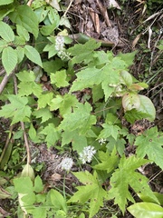 Tiarella nautila (Tiarella nautila)