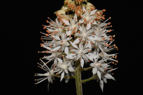 Tiarella nautila (Tiarella nautila)