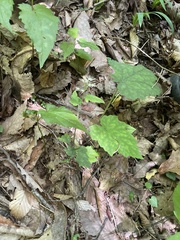 Tiarella nautila (Tiarella nautila)