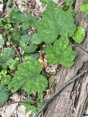 Tiarella nautila (Tiarella nautila)