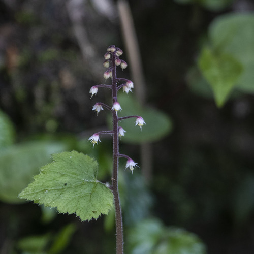 Tiarella polyphylla (Tiarella polyphylla)