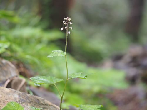 Tiarella polyphylla (Tiarella polyphylla)