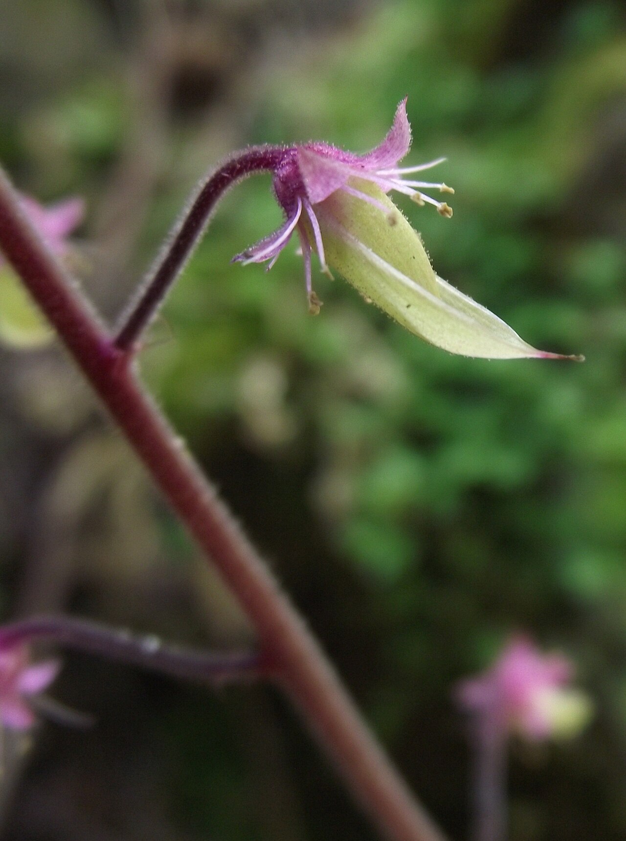 Tiarella polyphylla: Tiarella polyphylla at the UC Botanical Garden, Berkeley, California, USA. Identified by sign.