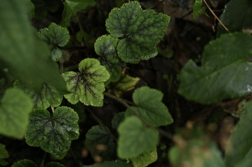 Tiarella polyphylla (Tiarella polyphylla)