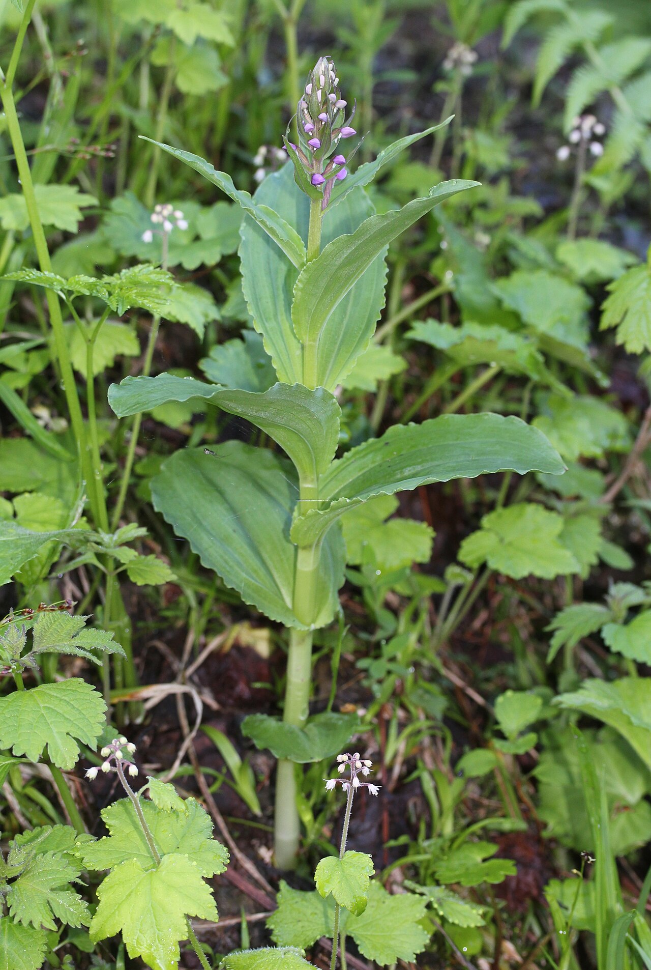 Tiarella polyphylla: Gymnadenia camtschatica and Tiarella polyphylla in Mount Haku (Ryōhaku Mountains), Hakusan, Ishikawa Prefecture, Japan.