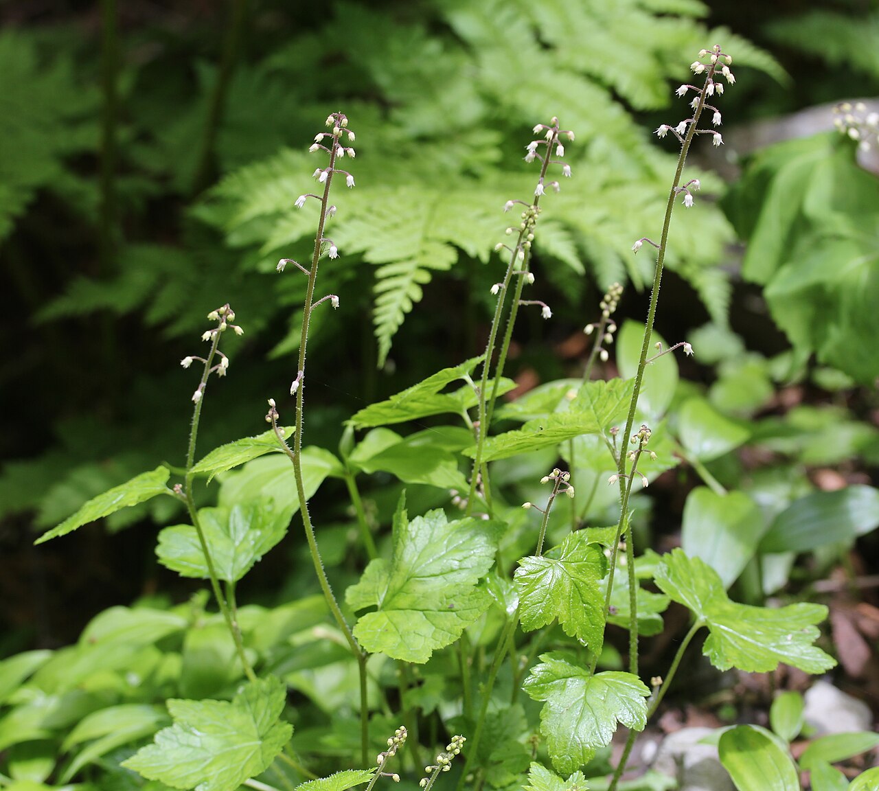 Tiarella polyphylla: Tiarella polyphylla in Mount Chō, Hida Mountains , Azumino , Nagano prefecture , Japan .