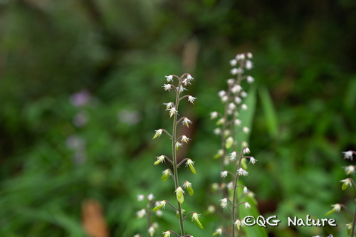 Tiarella polyphylla (Tiarella polyphylla)