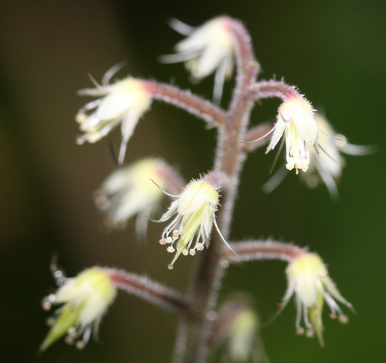 Tiarella polyphylla: Flower of Tiarella polyphylla D.Don , in Mount Haku , Gifu prefecture, Japan.