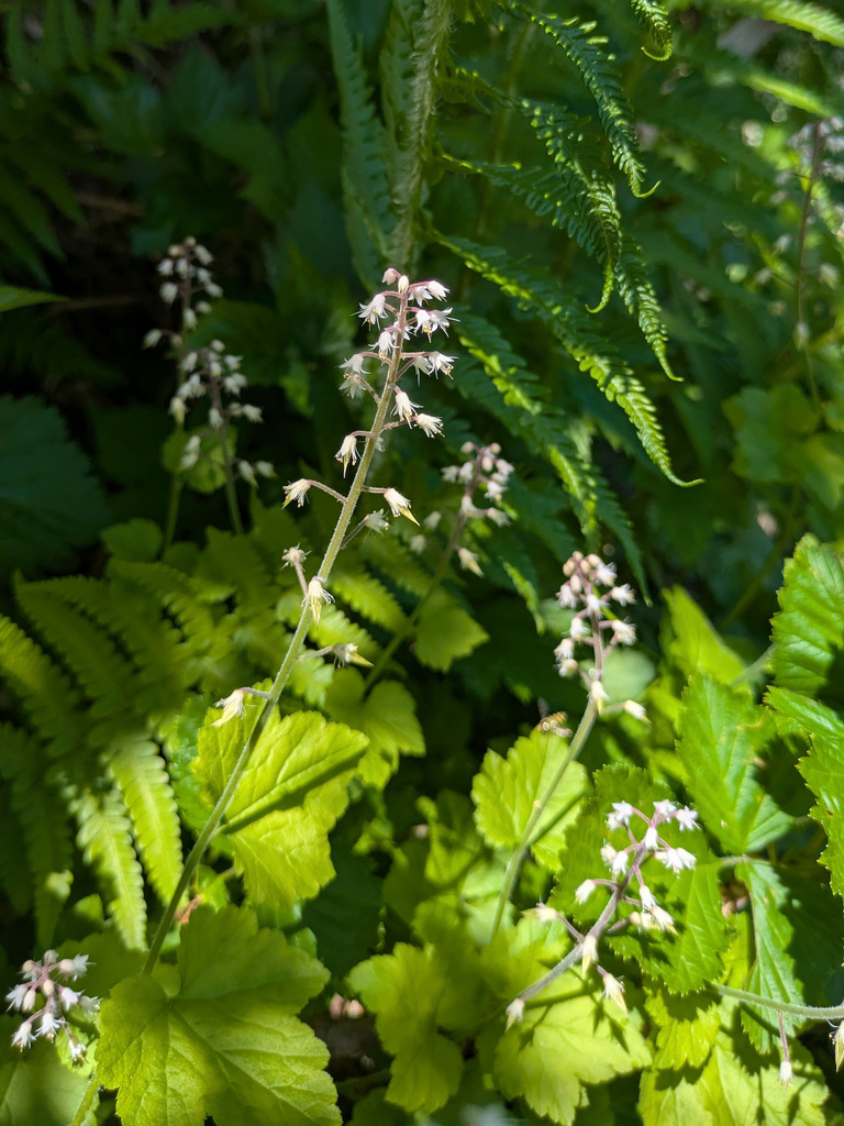 Tiarella polyphylla (Tiarella polyphylla)