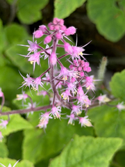 Tiarella polyphylla (Tiarella polyphylla)