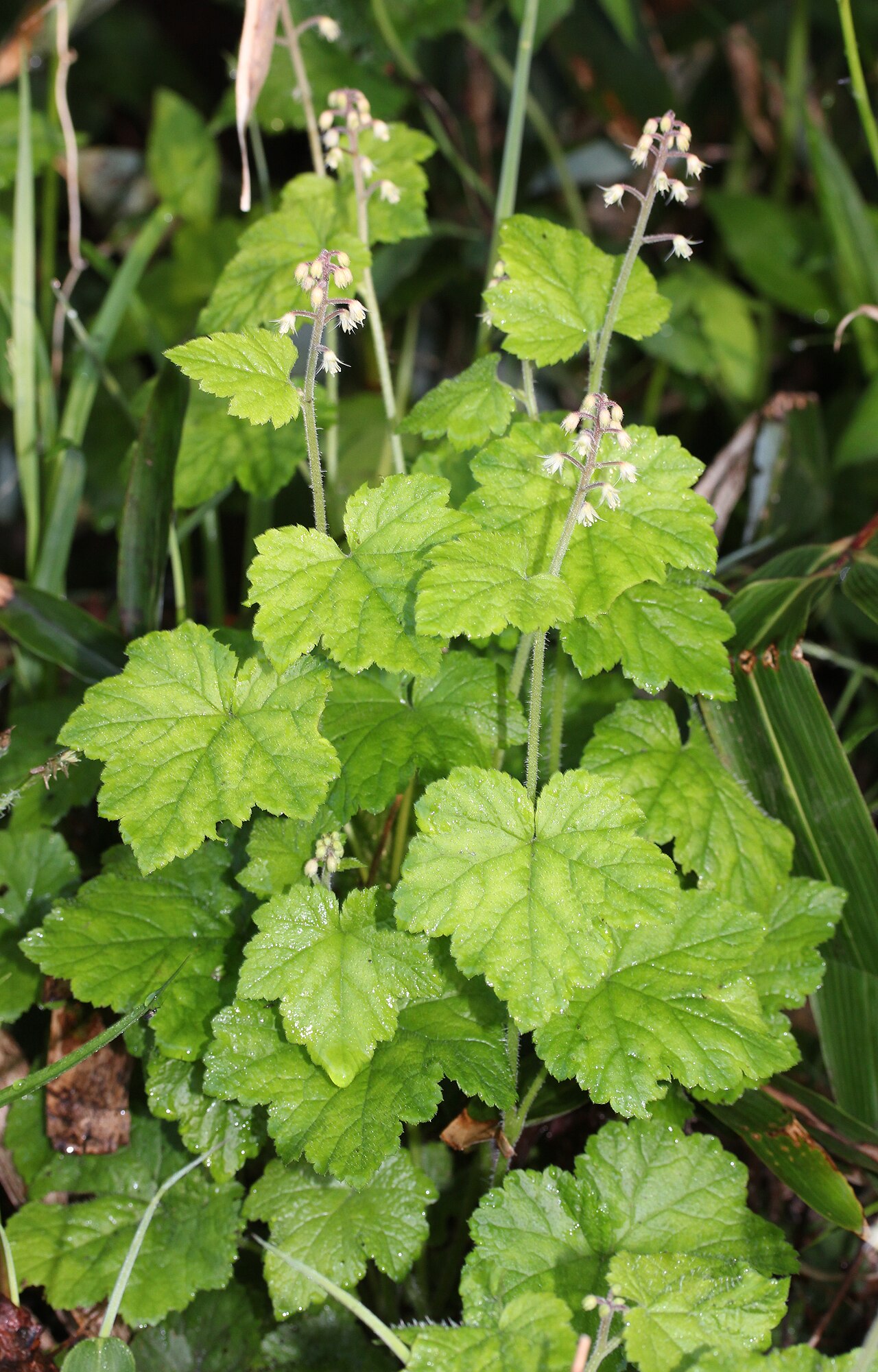 Tiarella polyphylla: Leaves of Tiarella polyphylla D.Don , in Mount Haku , Gifu prefecture, Japan.