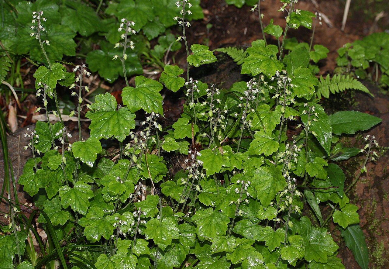 Tiarella polyphylla: Tiarella polyphylla D.Don , in Mount Haku , Gifu prefecture, Japan.