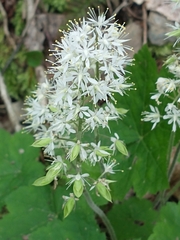 Tiarella stolonifera (Tiarella stolonifera)