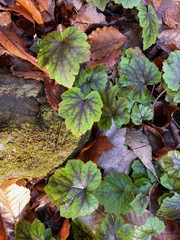 Tiarella stolonifera (Tiarella stolonifera)