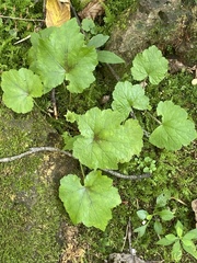 Tiarella stolonifera (Tiarella stolonifera)