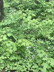 Tiarella stolonifera (Tiarella stolonifera)