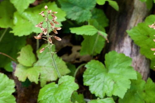 Tiarella stolonifera (Tiarella stolonifera)