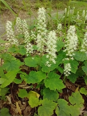 Tiarella stolonifera (Tiarella stolonifera)
